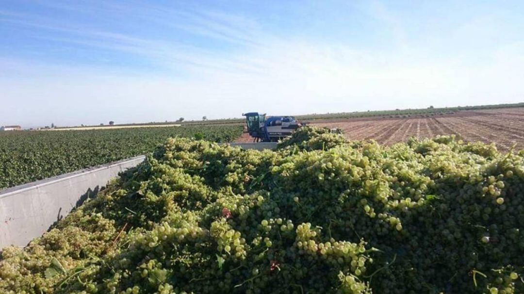 Imagen de recogida de la uva en una explotación vitivinícola