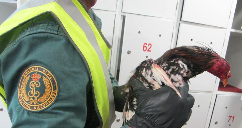 Uno de los gallos que se utilizaban en la pelea de Guadassuar