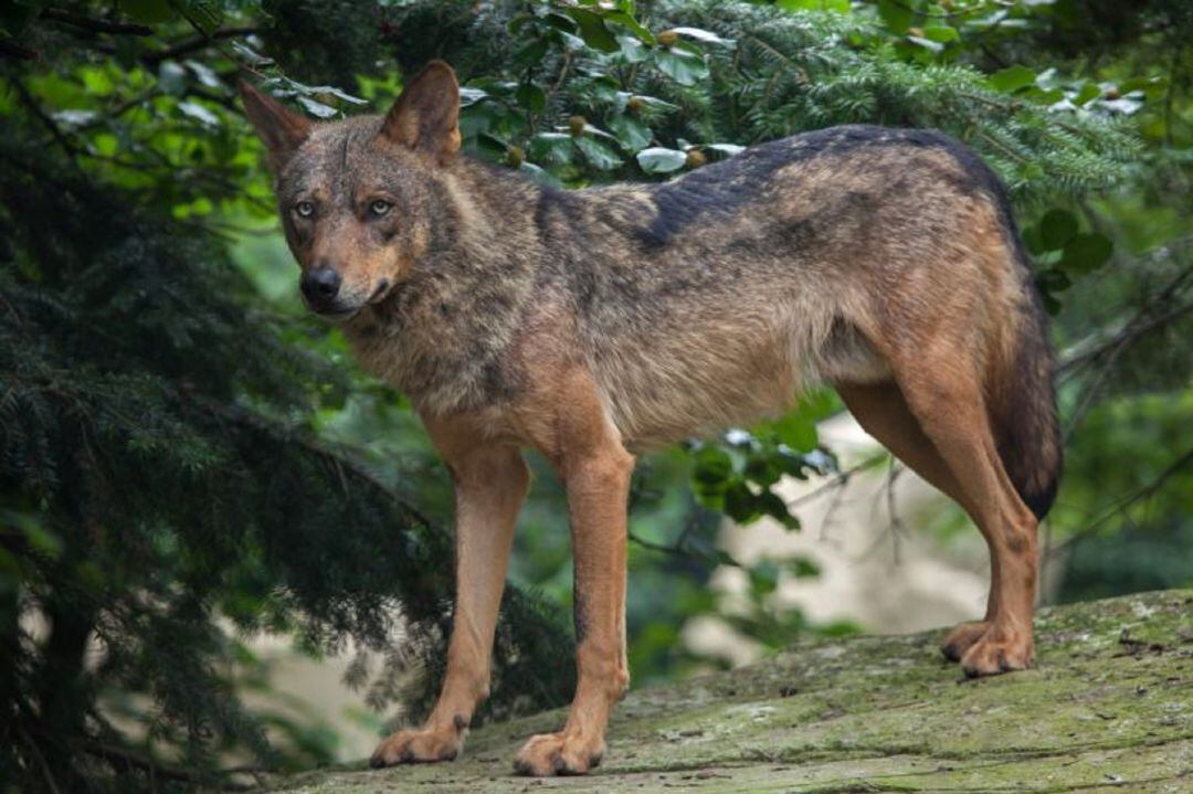 Ejemplar de lobo ibérico