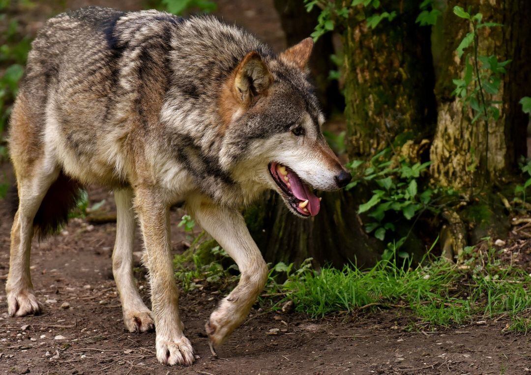 ¿Es posible la convivencia entre el lobo y la ganadería?