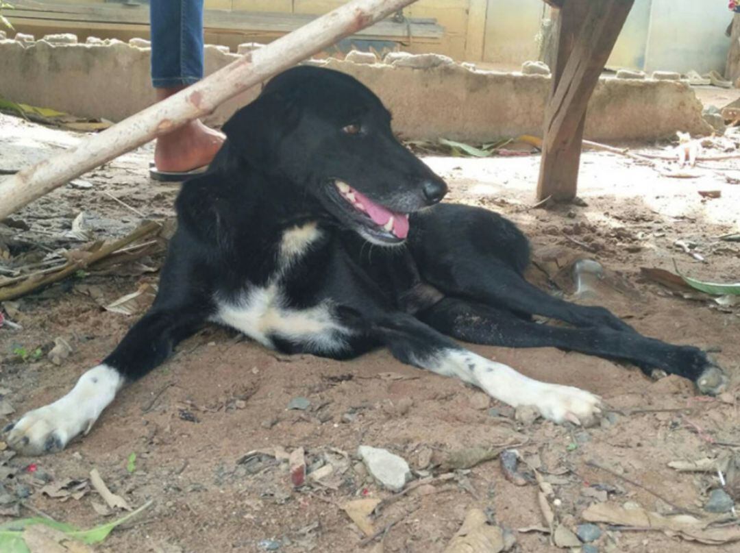 Un perro rescata a un recién nacido enterrado con vida en Tailandia