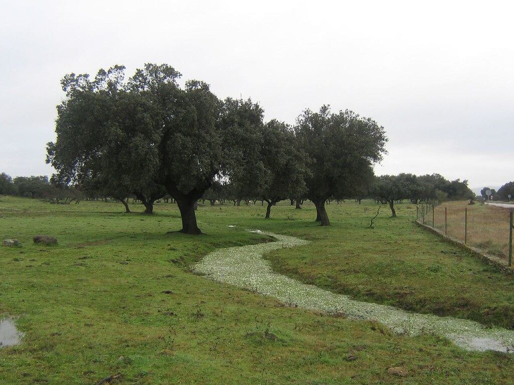 El cuerpo que podría ser el del vecino de Valdefuentes Manuel Redondo, se encontró en la dehesa Boyal de Salvatierra de Santiago (Cáceres)