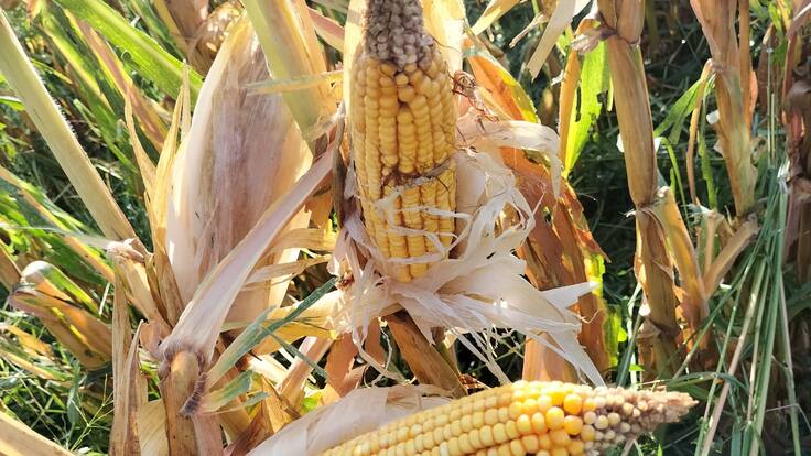 Entrevista con Anabel Cases y Eduardo Castillo.