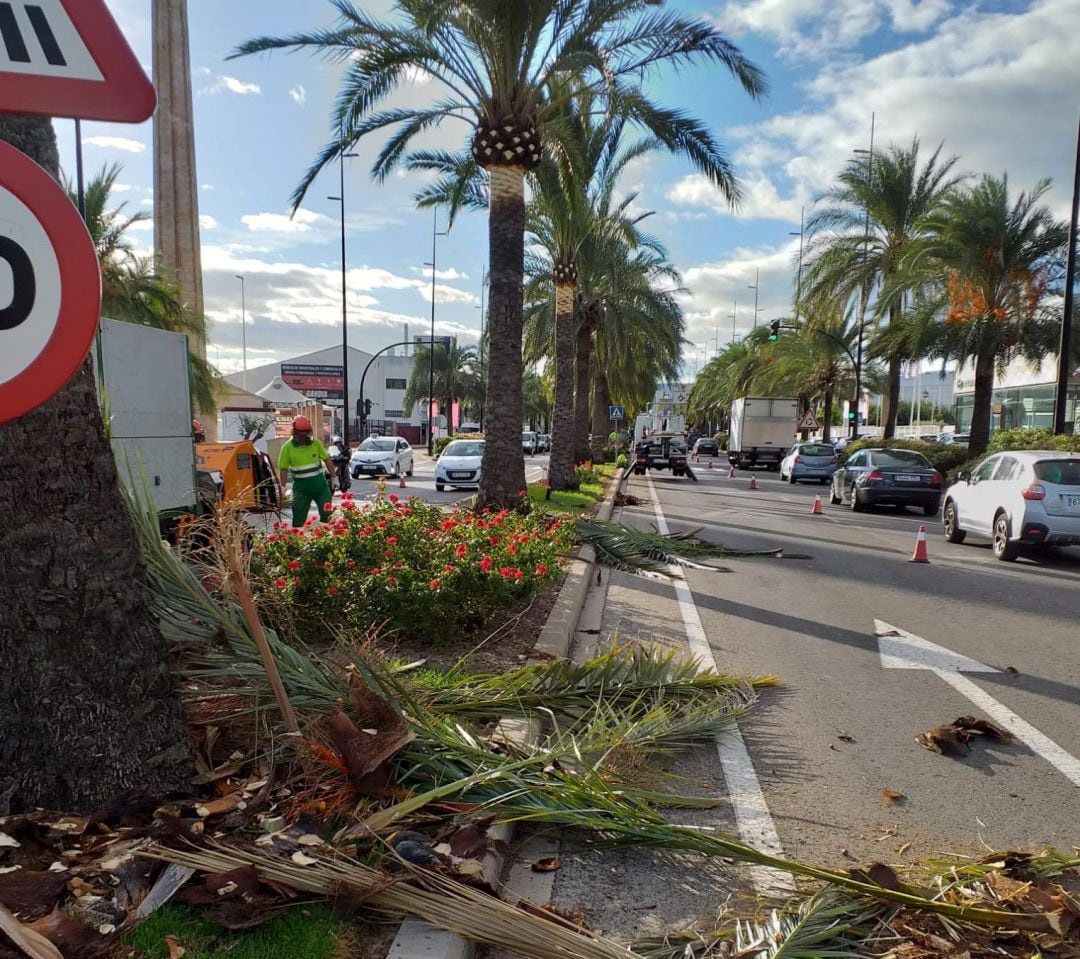 Trabajos de poda en el acceso sur de Gandia.  