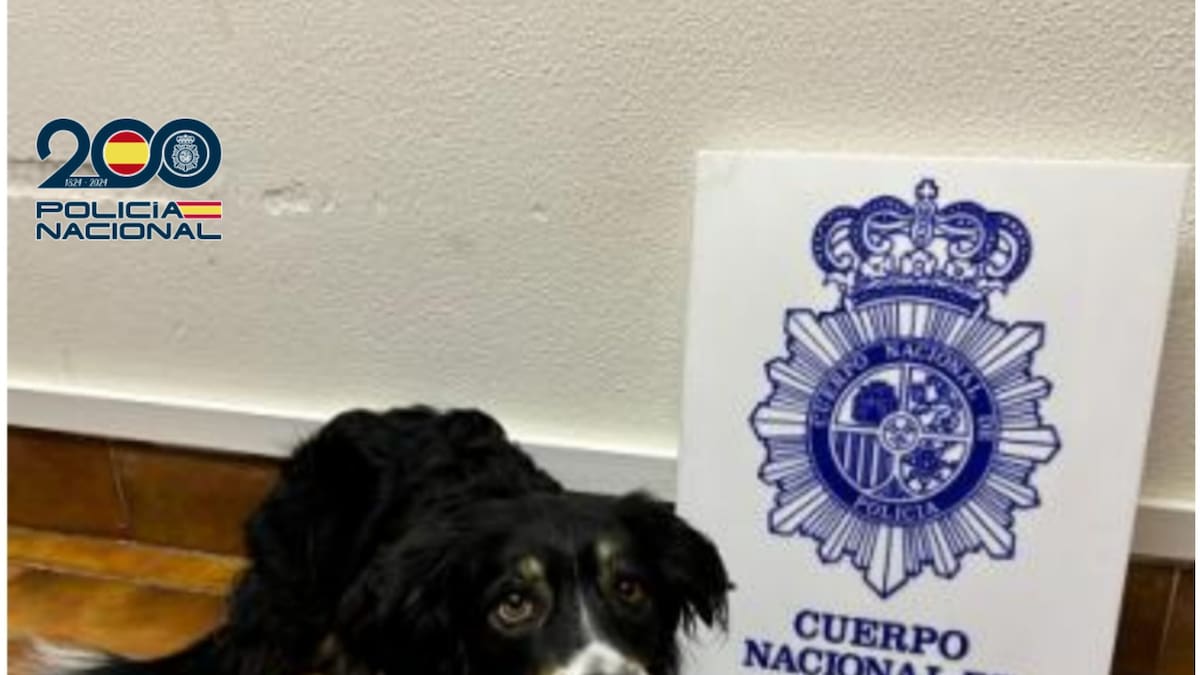 El hurto de un perro con final feliz