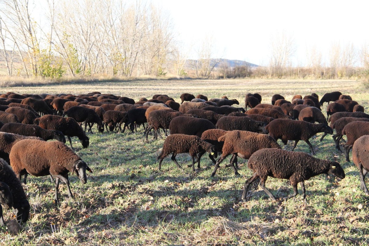 Ganado de oveja negra manchega.