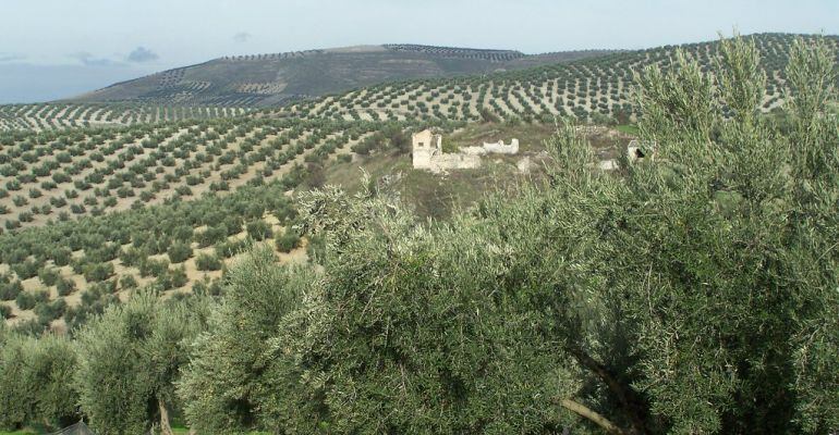 Campo de olivares en Jaén.