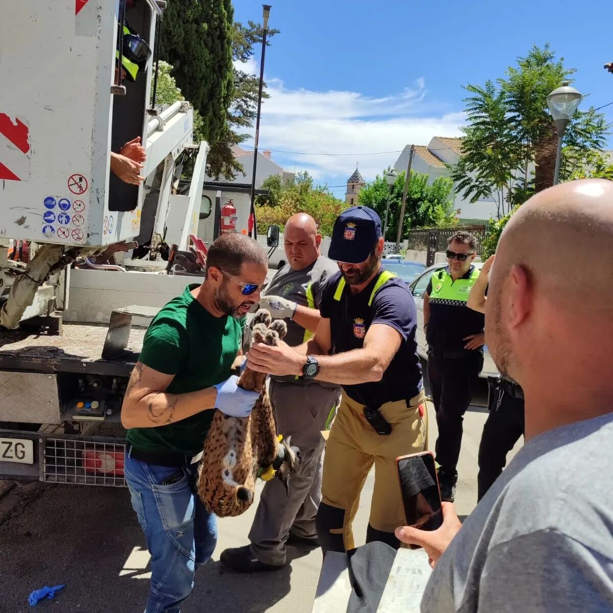 Captura del lince en Úbeda