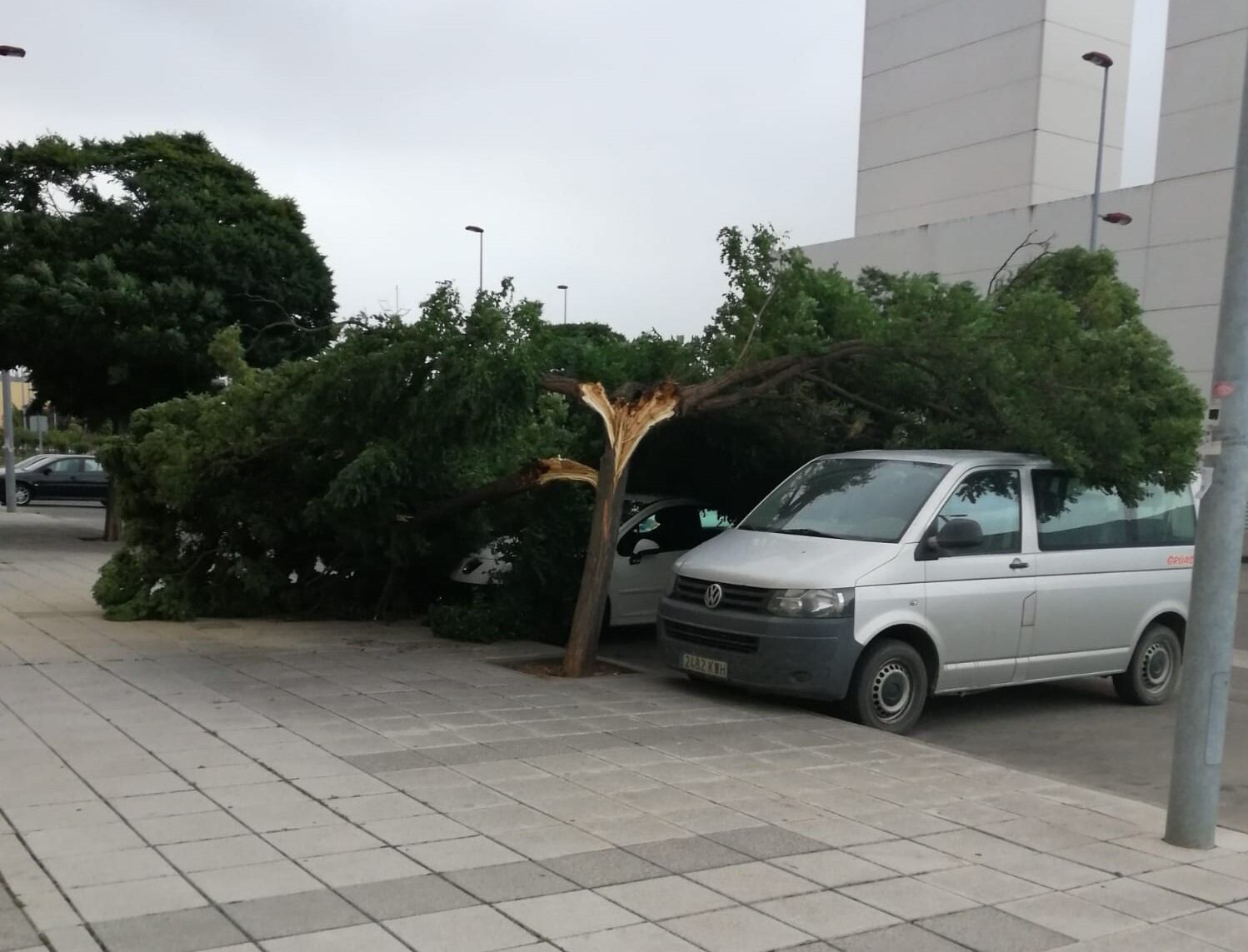 Árbol caído en La Rosaleda