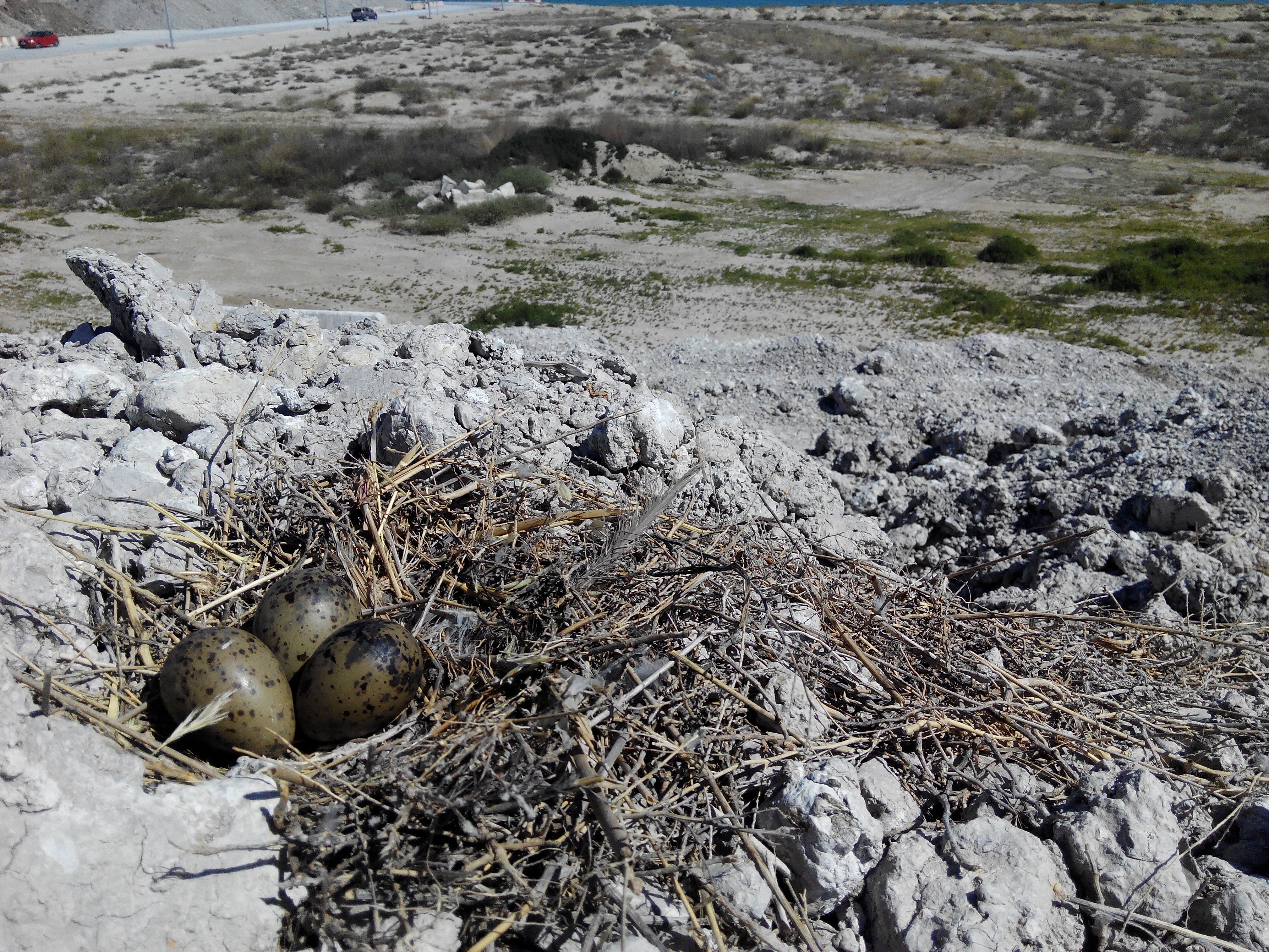 Els nius de gavines tenen moltes vegades restes de plàstics.