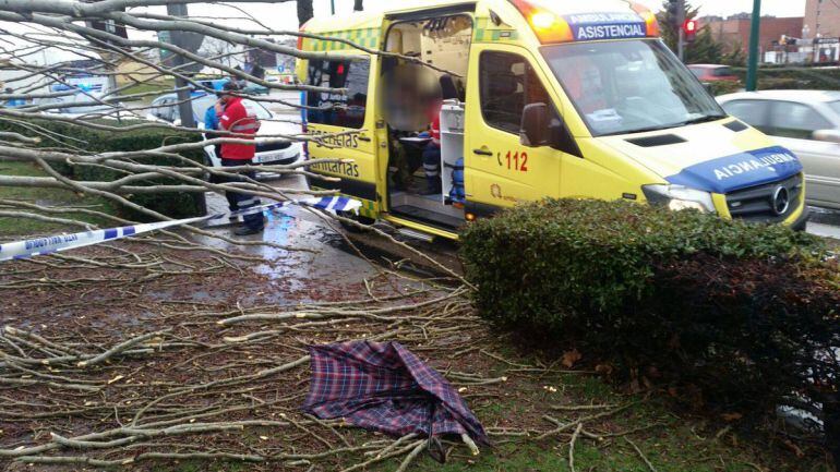 Imagen del árbol caído en el Paseo Zorrilla