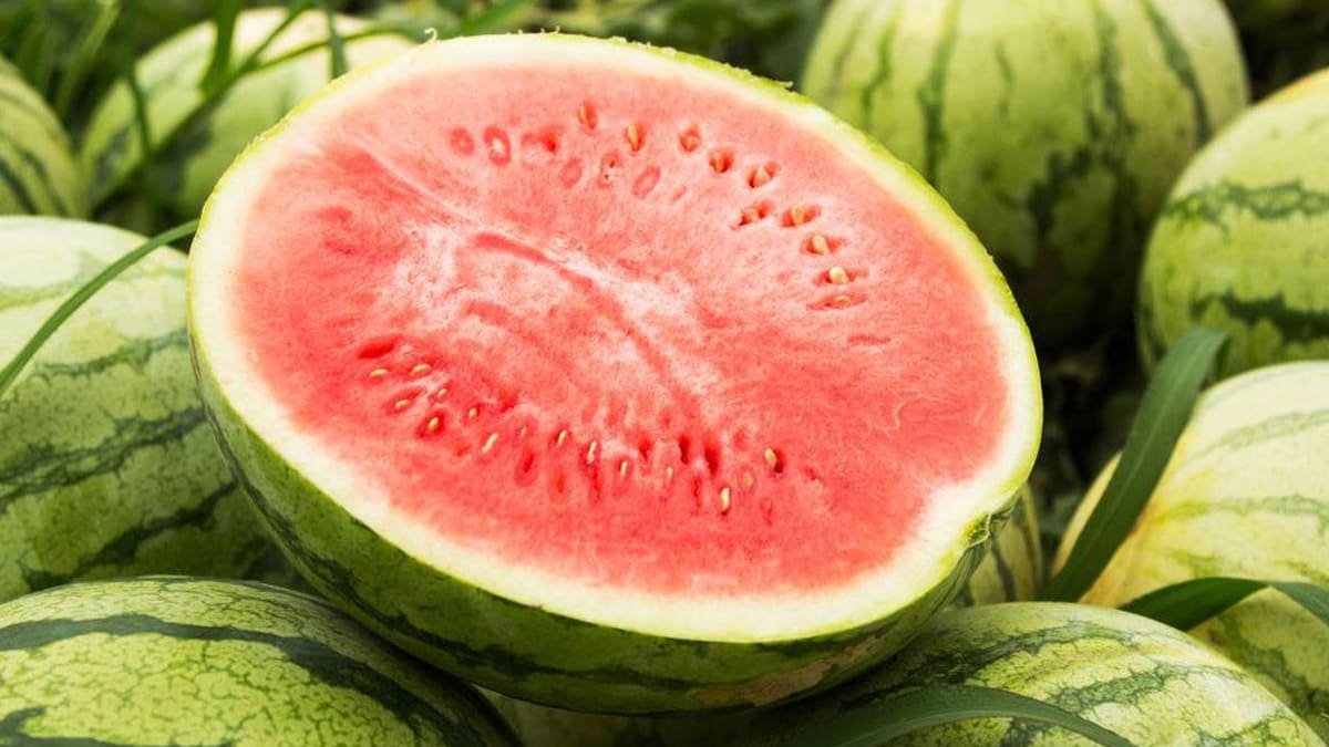 La Buena Mesa: Alargando la temporada de sandía (08/09/2025)