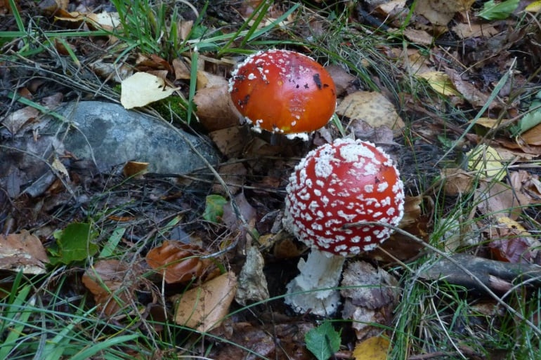 La amanita muscaria también vive en el Pinar de Puebla de Lillo