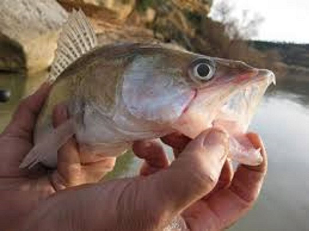 Pesca en el embalse de la Cuerda del Pozo