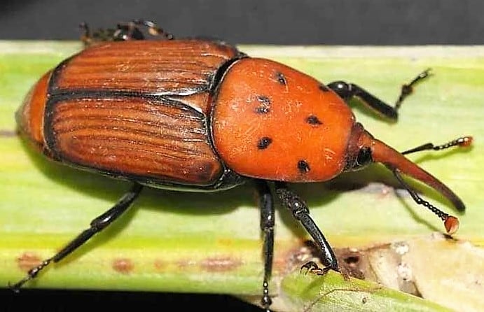 Castro Urdiales sufre una plaga de Picudo Rojo que peligra la vida de las palmeras de la localidad castreña