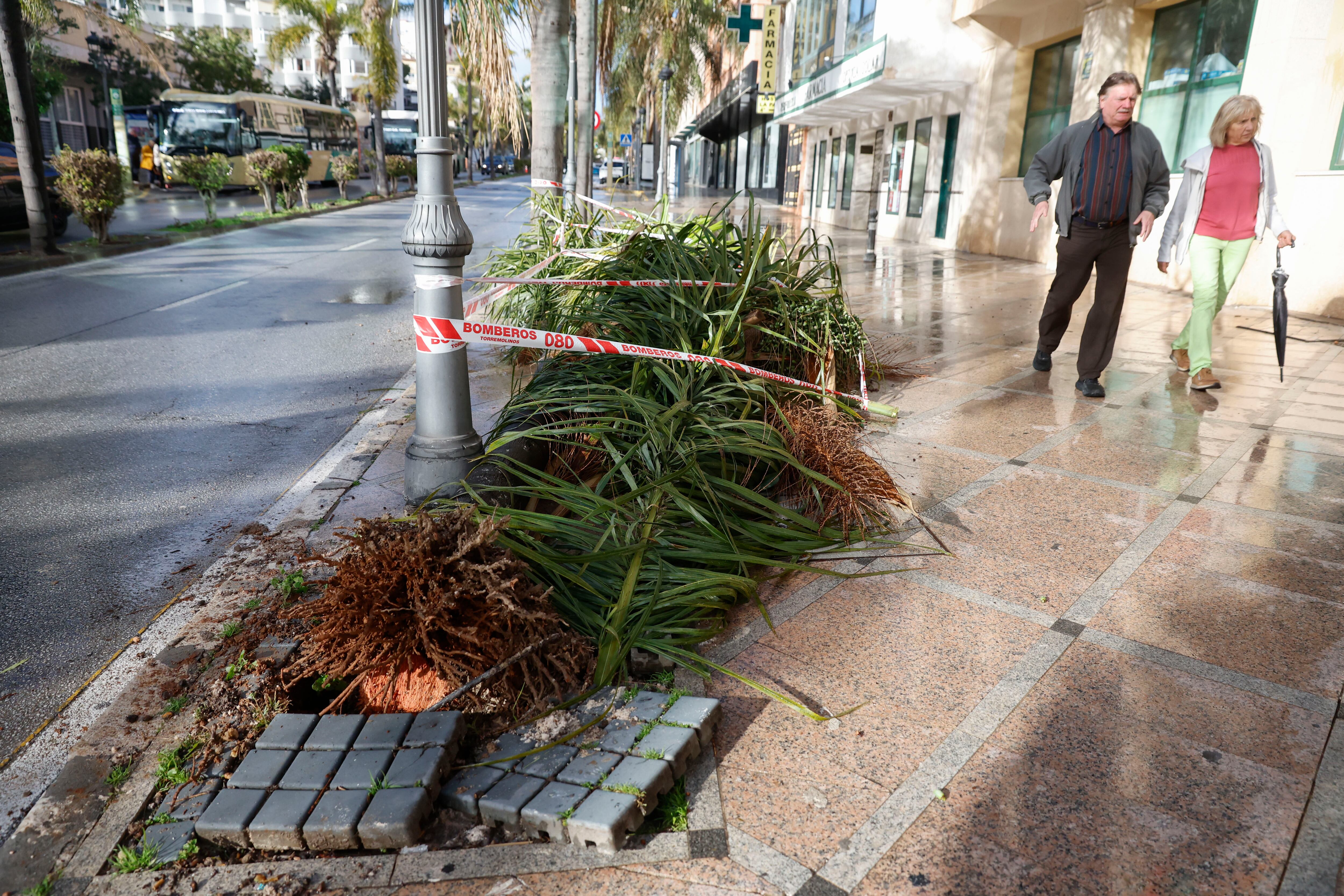 Muere una mujer al caerle encima una palmera por el fuerte viento en Torremolinos 