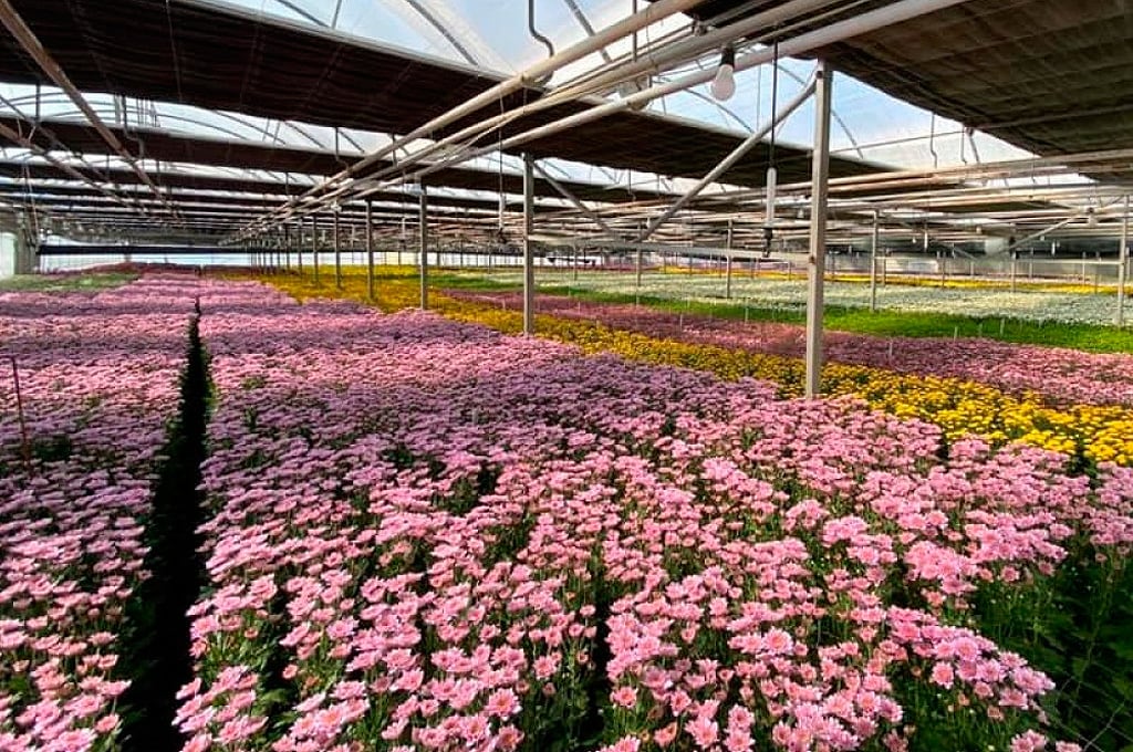 Plantación de flores en vivero de CanaraFlor