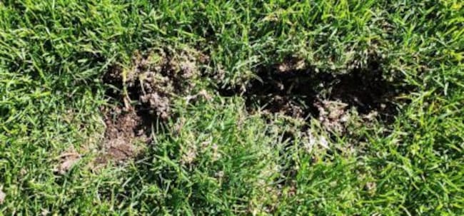 Daños en el césped natural
