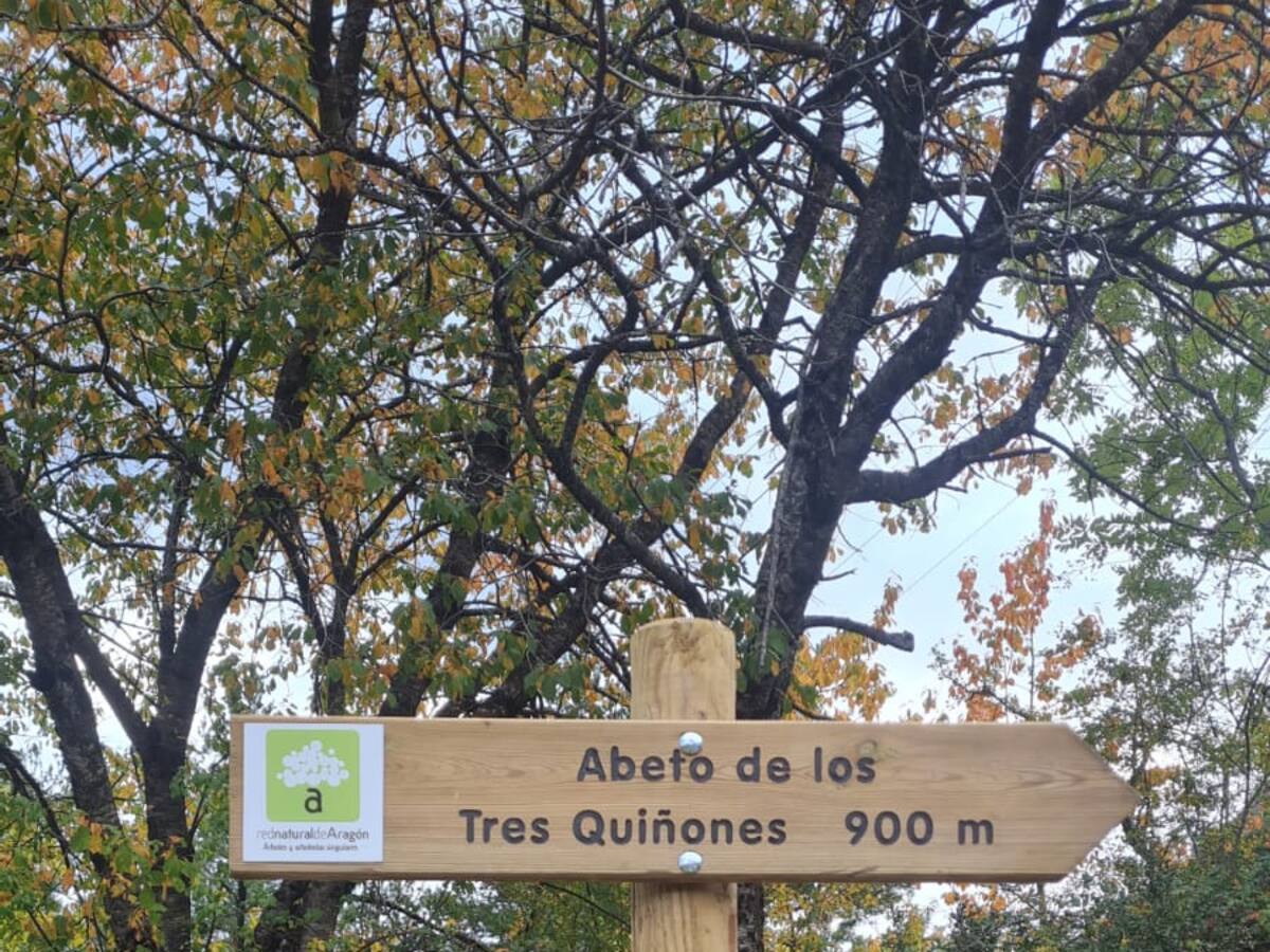 Panticosa propone una nueva ruta senderista señalizada a Abeto de los Tres Quiñones