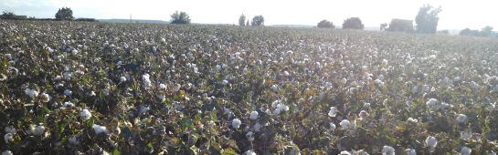 Cosecha de algodón en la comarca