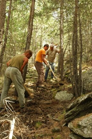 Tres voluntaris treballant en un bosc