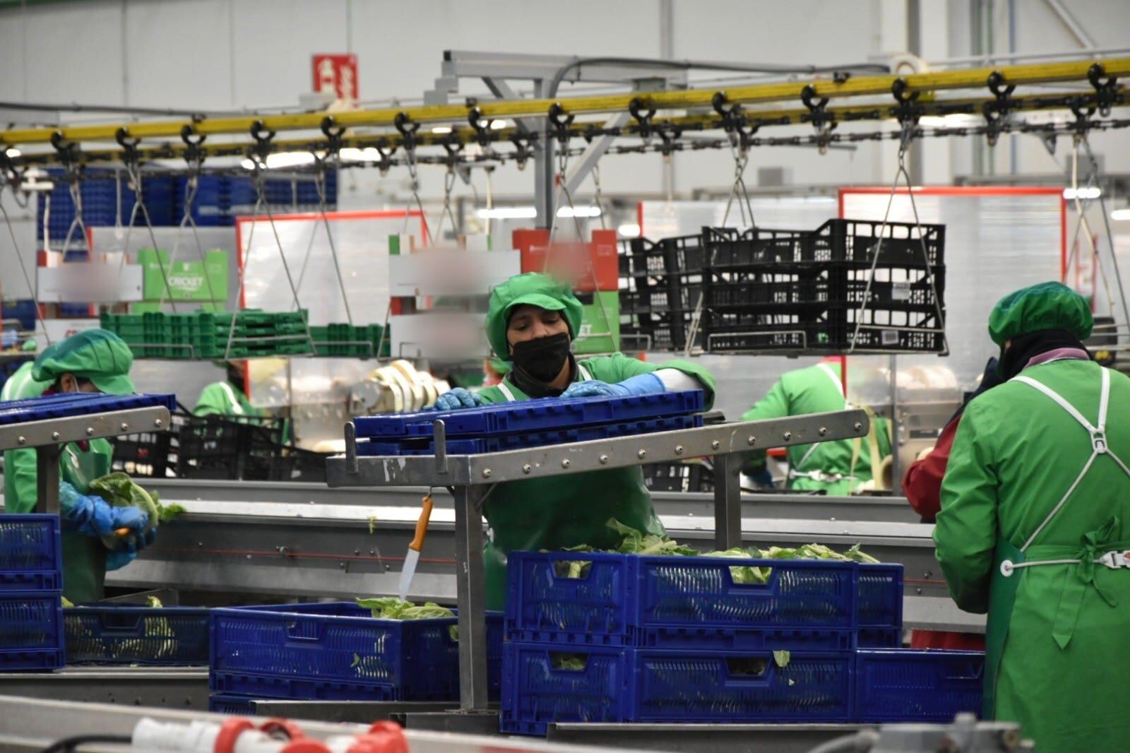 El sector agrícola encabeza la generación de empleo en Lorca. El paro se reduce en Lorca en 193 personas en julio. Alcanza cifras similares anteriores a la crisis de 2008