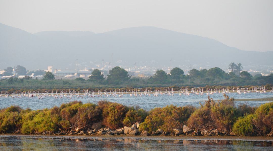 Imagen de los flamencos en el Parque Natural