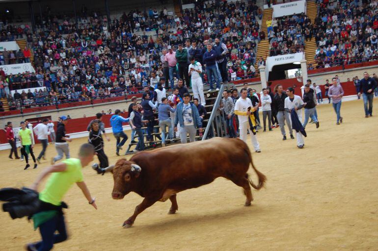 Toro Embolao Los Barrios