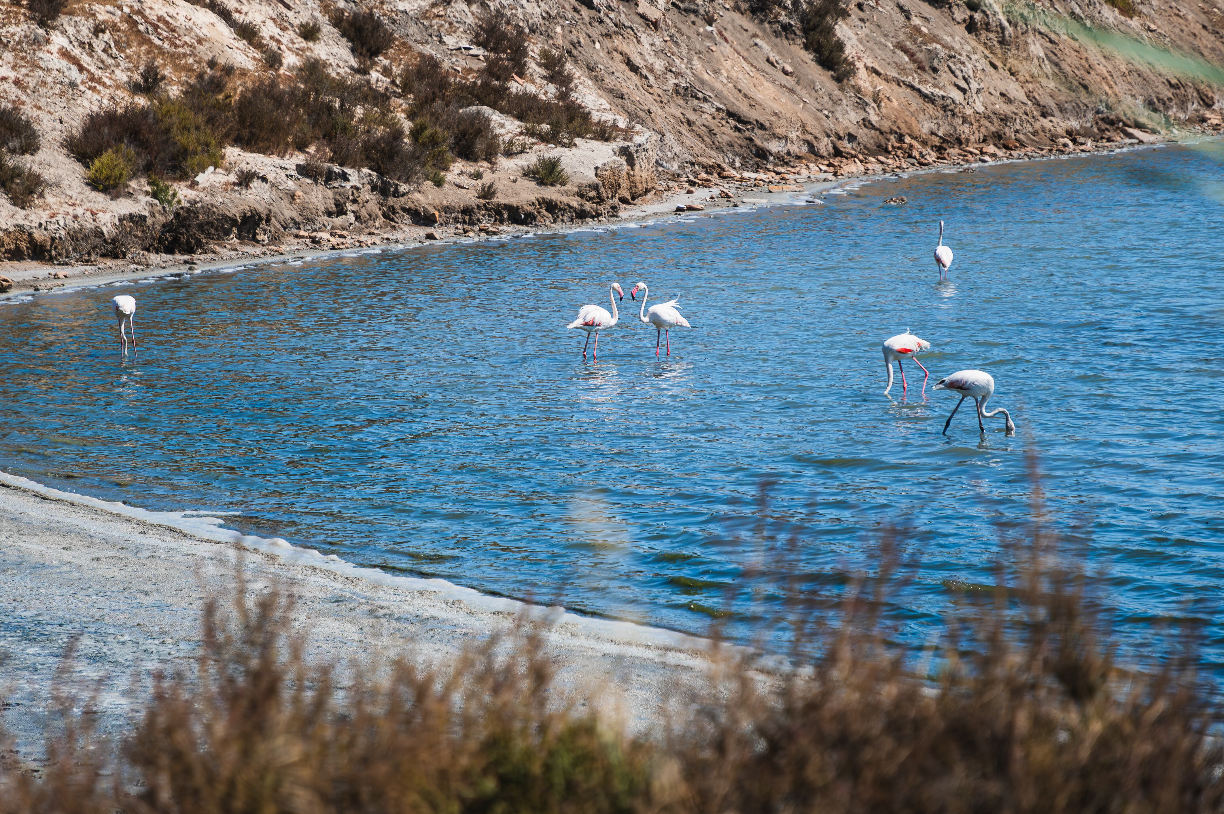 The Regional Park of the Salinas y Arenales de San Pedro stretches for 6 kilometers along the Mediterranean coast of Murcia, between the towns of San Pedro del Pinatar and San Javier. It is a Special Protection Area for Birds (SPA), since every year it becomes a place of passage for flocks of flamingos and other migratory birds. Spring and Autumn is the best time to visit