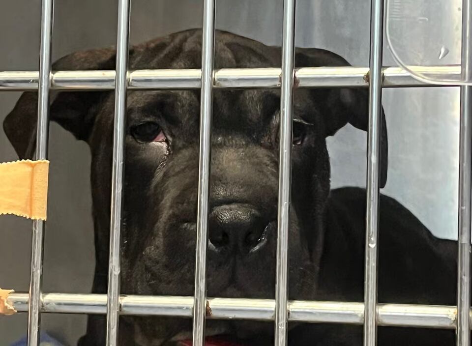 Perra Ikram. Concejalía de Bienestar Animal del Ayuntamiento de Ibiza