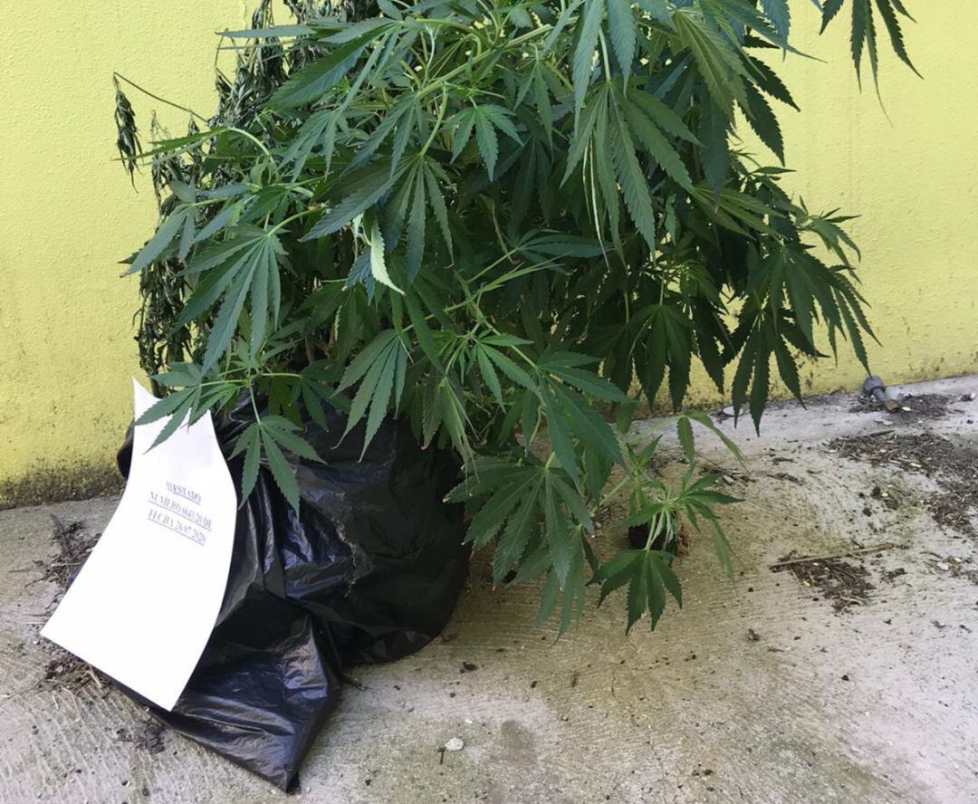 Planta de gran porte que llevaba el joven en el momento de su detención.