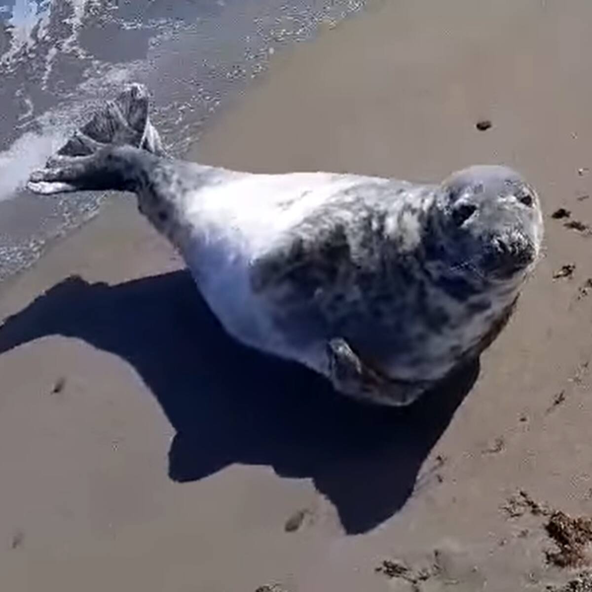 Una foca gris recala en Manilva en su viaje desde el norte de Europa