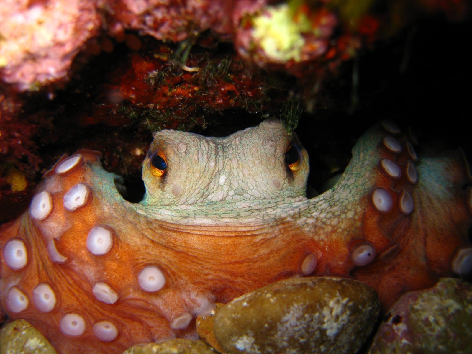 Un ejemplar de pulpo en aguas de Ibiza