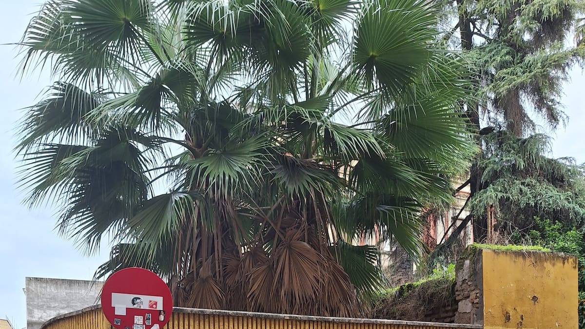 Margarita Paneque, delegada del Csic, sobre las obras del Jardín Americano: "Yo calculo que empezarán a la vuelta de vacaciones"