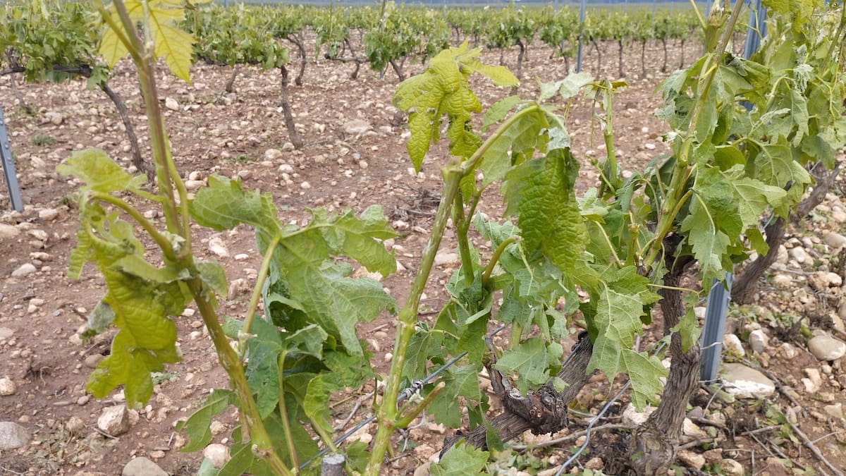 La granizada en La Rioja Baja, sin precedentes, podría dejar daños de una magnitud nunca antes registrada