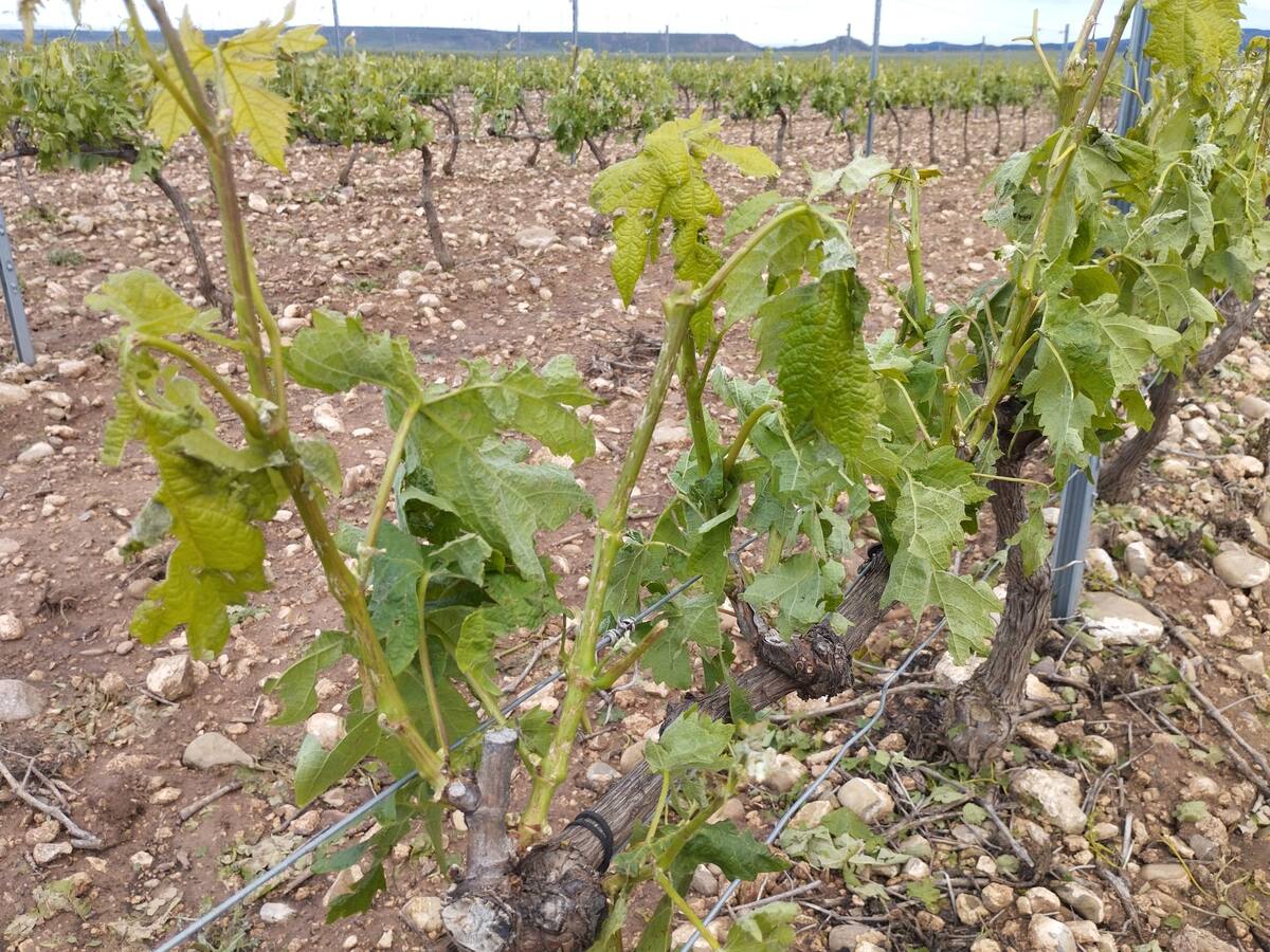 Agroseguro continúa registrando los daños producidos por la granizada