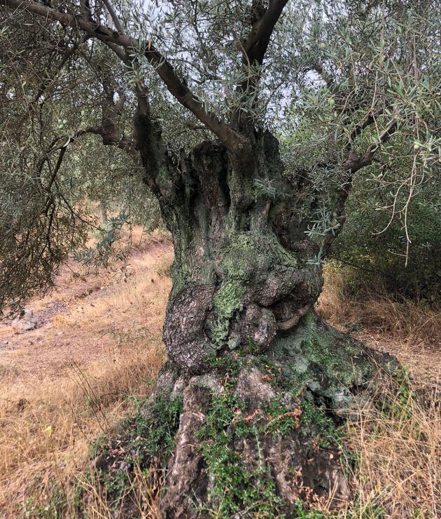 El 'Olivo de la Alberca', el más viejo de la Huerta de Las Ventanas en Córdoba, con tres metros de perímetro y cerca de 300 años