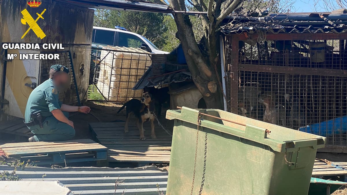 Rescatan varios perros en estado crítico en una finca de Álora y descubren un cadáver oculto: investigan a su dueña