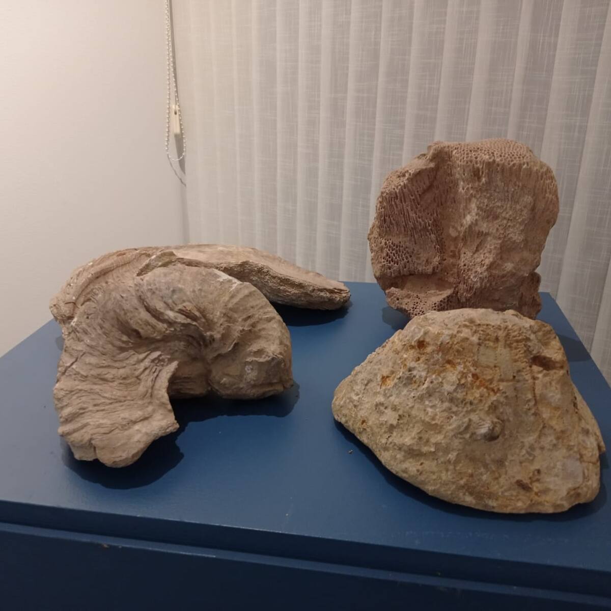 Estudiantes de secundaria y bachillerato de Lorca realizarán talleres de paleontología