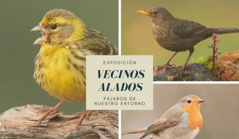 La exposición fotográfica &#039;Vecinos Alados&#039; muestra las especies de pájaros que se pueden avistar en Tres Cantos y alrededores