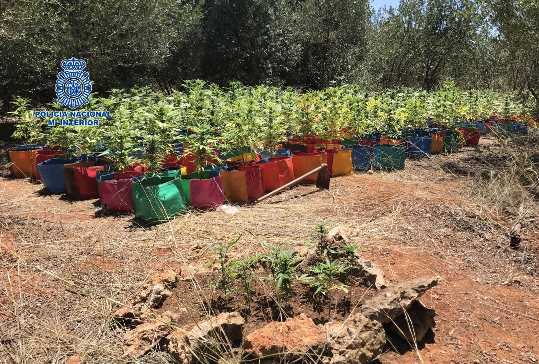 Plantas de marihuana en una zona de Castelló