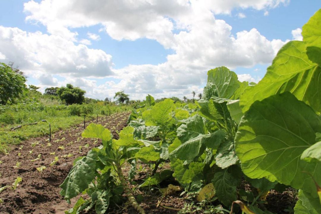 Agricultura y regadíos