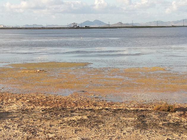 Los fangos, algas y secos hacen que el Mar Menor presente &quot;un estado crítico&quot;