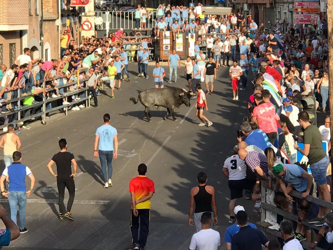 Uno de los astados atraviesa la Calle Artillería