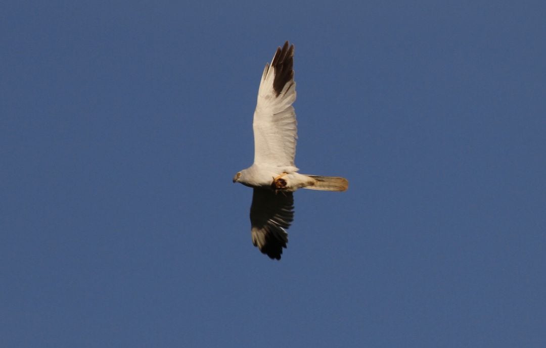 Imagen de un aguilucho papialbo