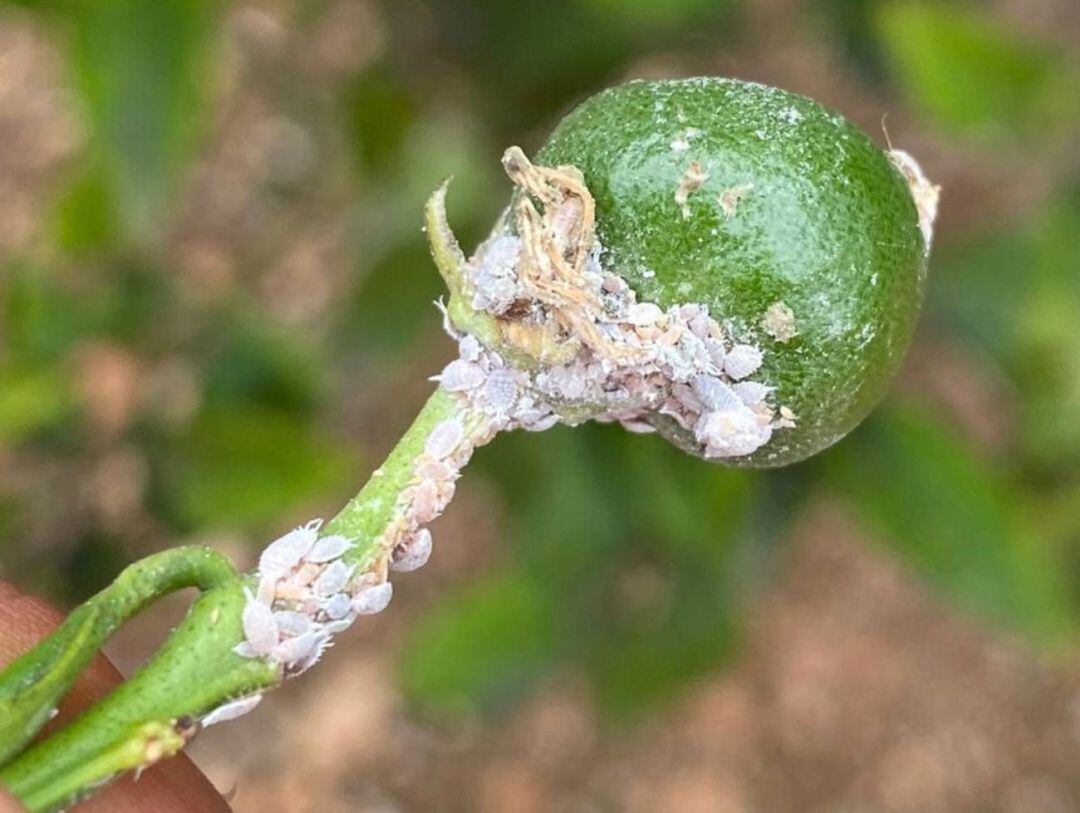 Cítrico afectado por la plaga del cotonet.