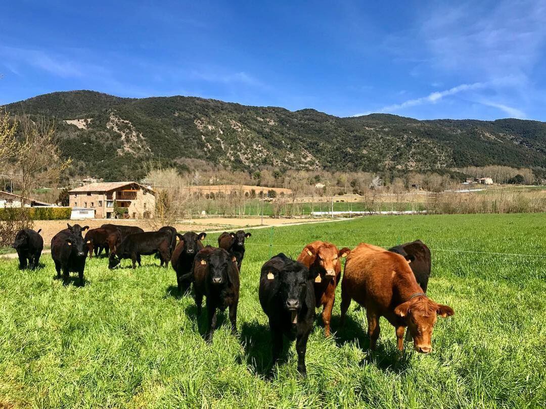 Vaques del Mas la Carrera