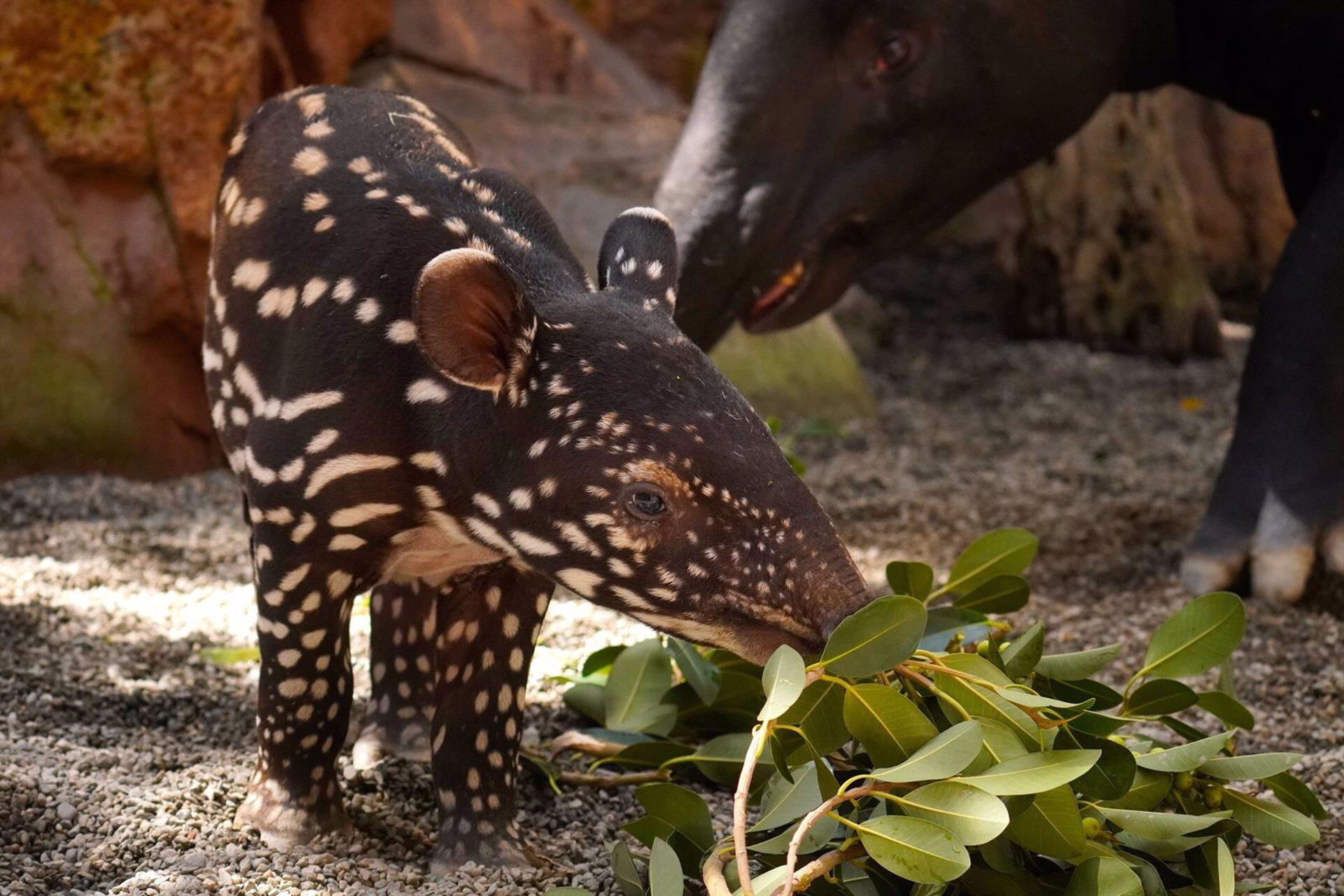 Cría tapir malayo Bioparc Fuengirola