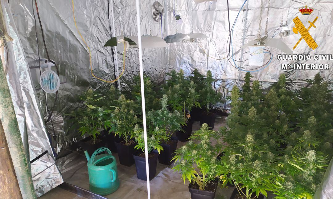 Plantación localizada en la vivienda del detenido