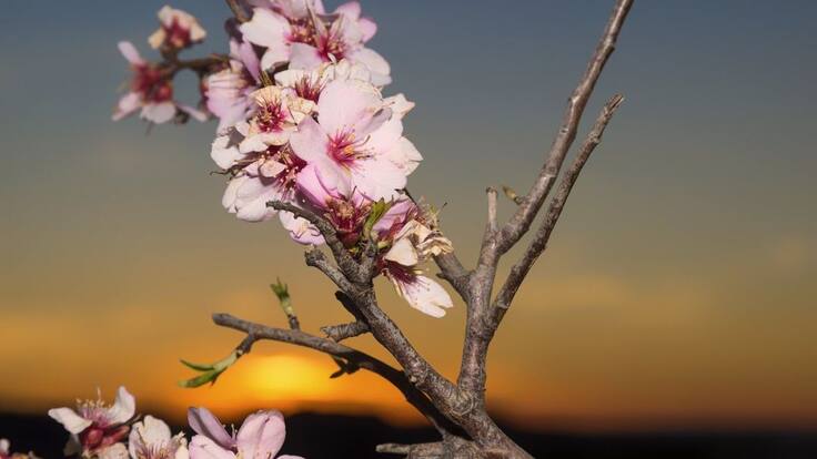 Garrovillas de Alconétar regala almendros a niños que no han podido hacer la comunión